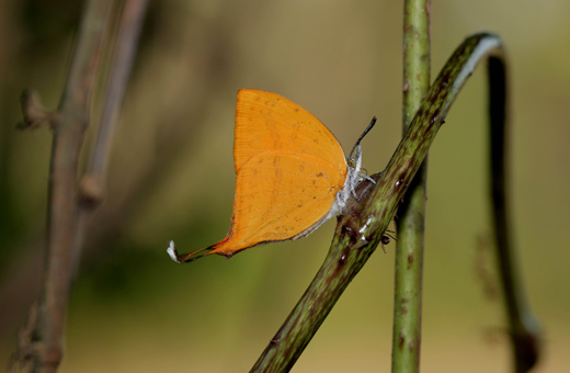 Butterfly park belvai